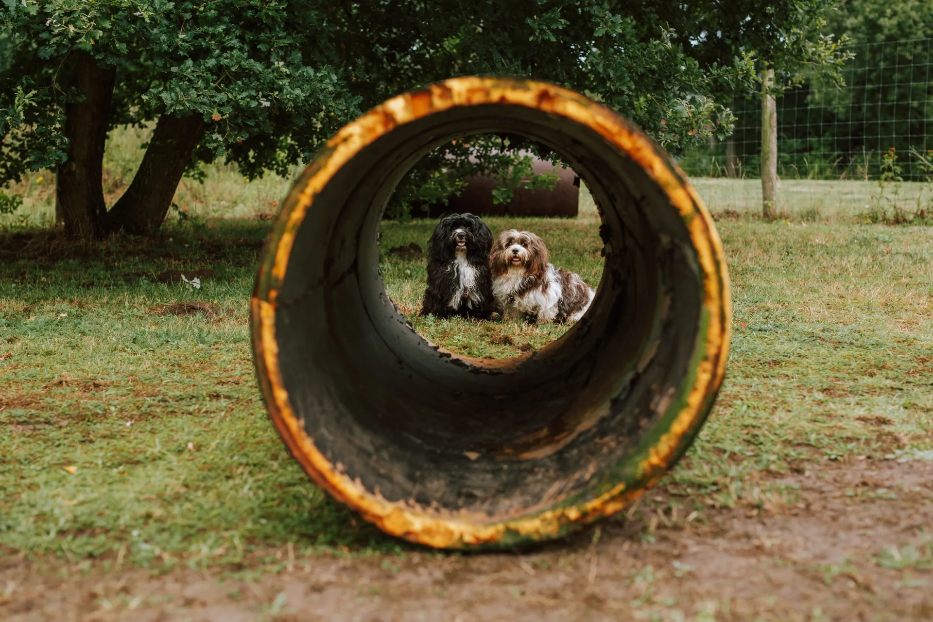 Hundewiese